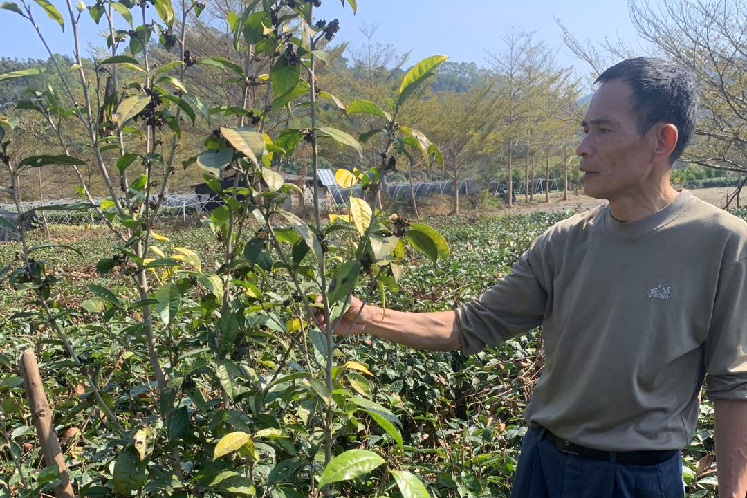新兴茶农：八年深耕培育大叶黄金茶品种