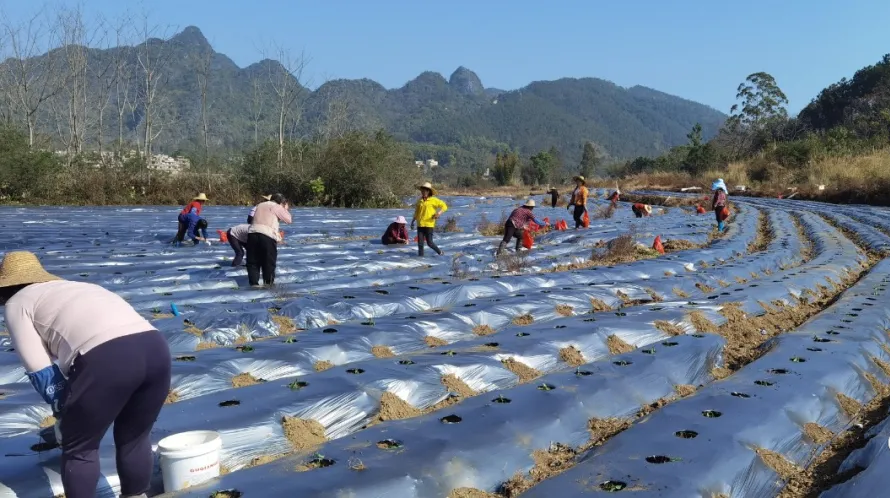 富林：春节期间盘活撂荒20多年的耕地