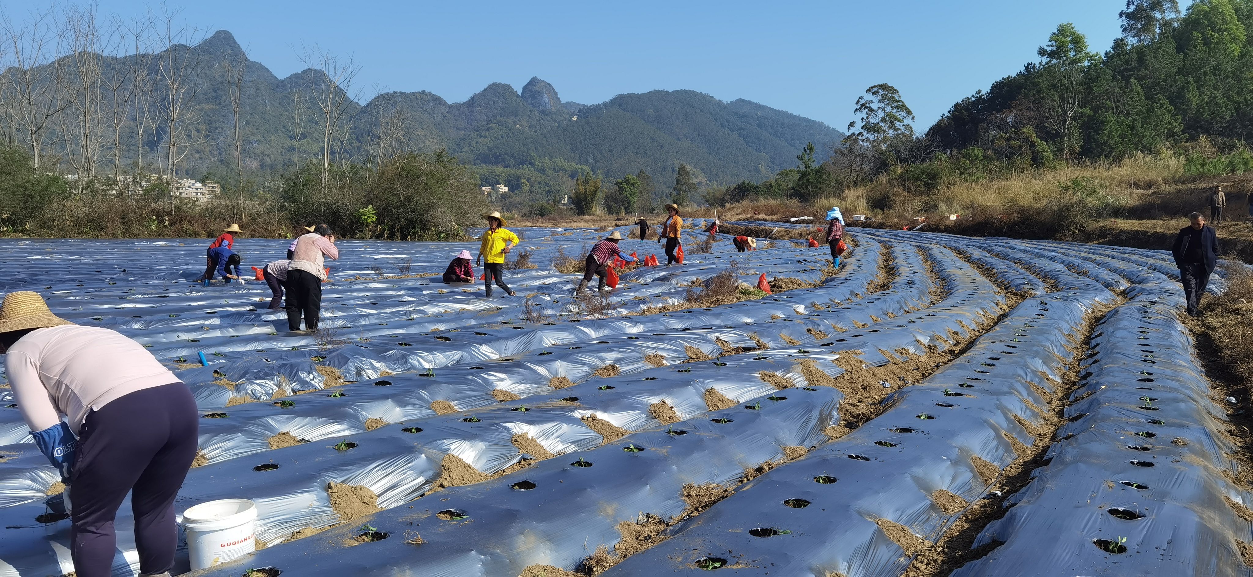 富林镇撂荒20多年的耕地盘活1