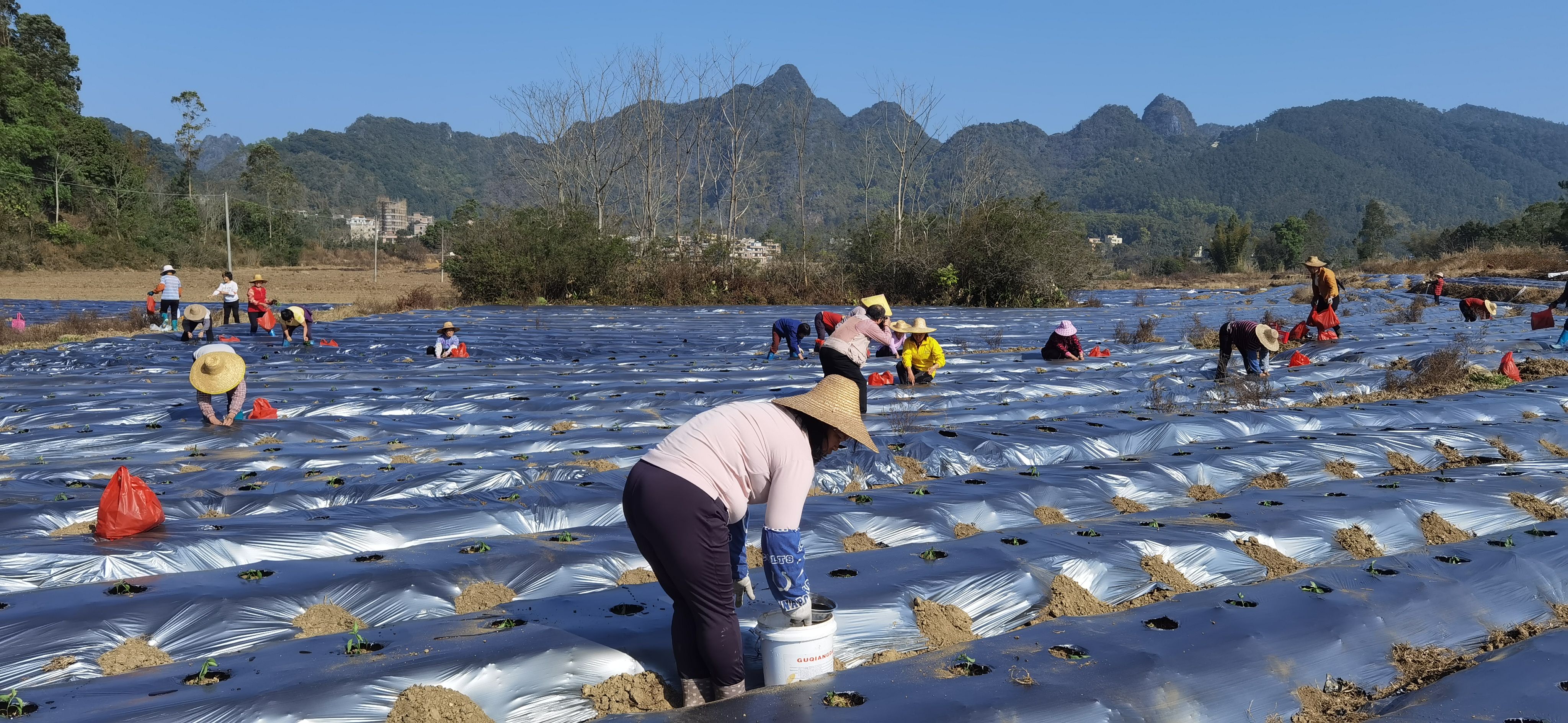 富林镇撂荒20多年的耕地盘活