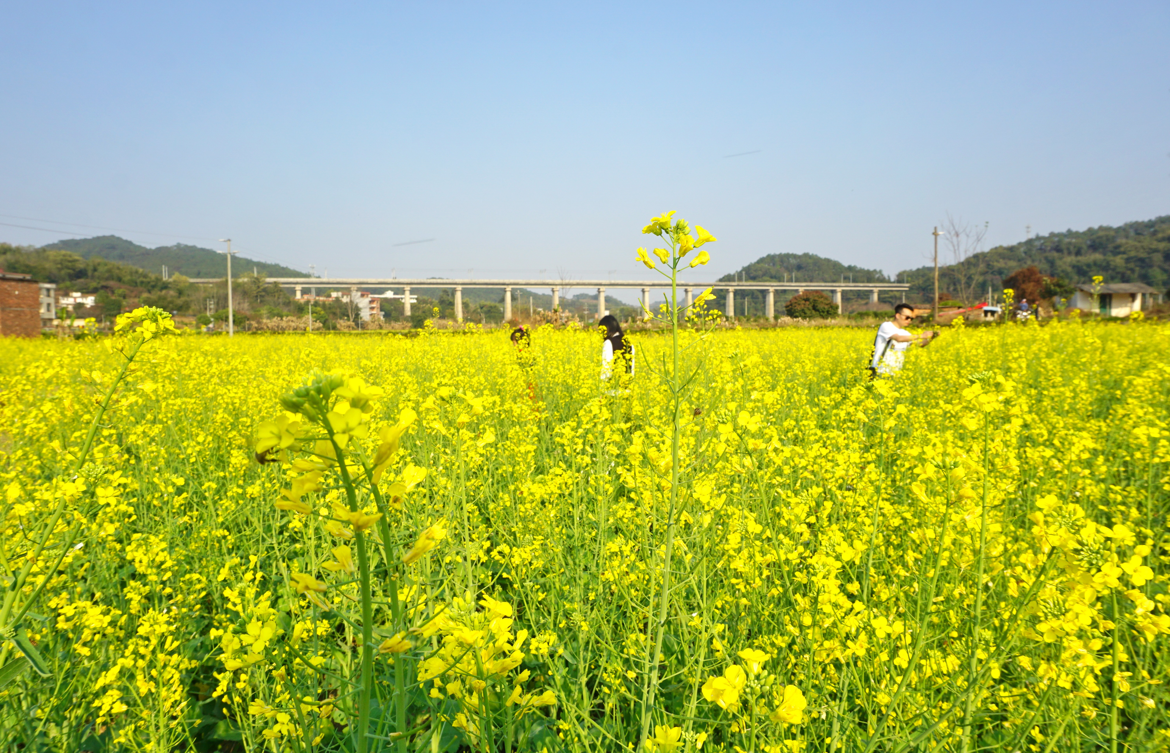 郁南都城：荒地变油菜“花海”
