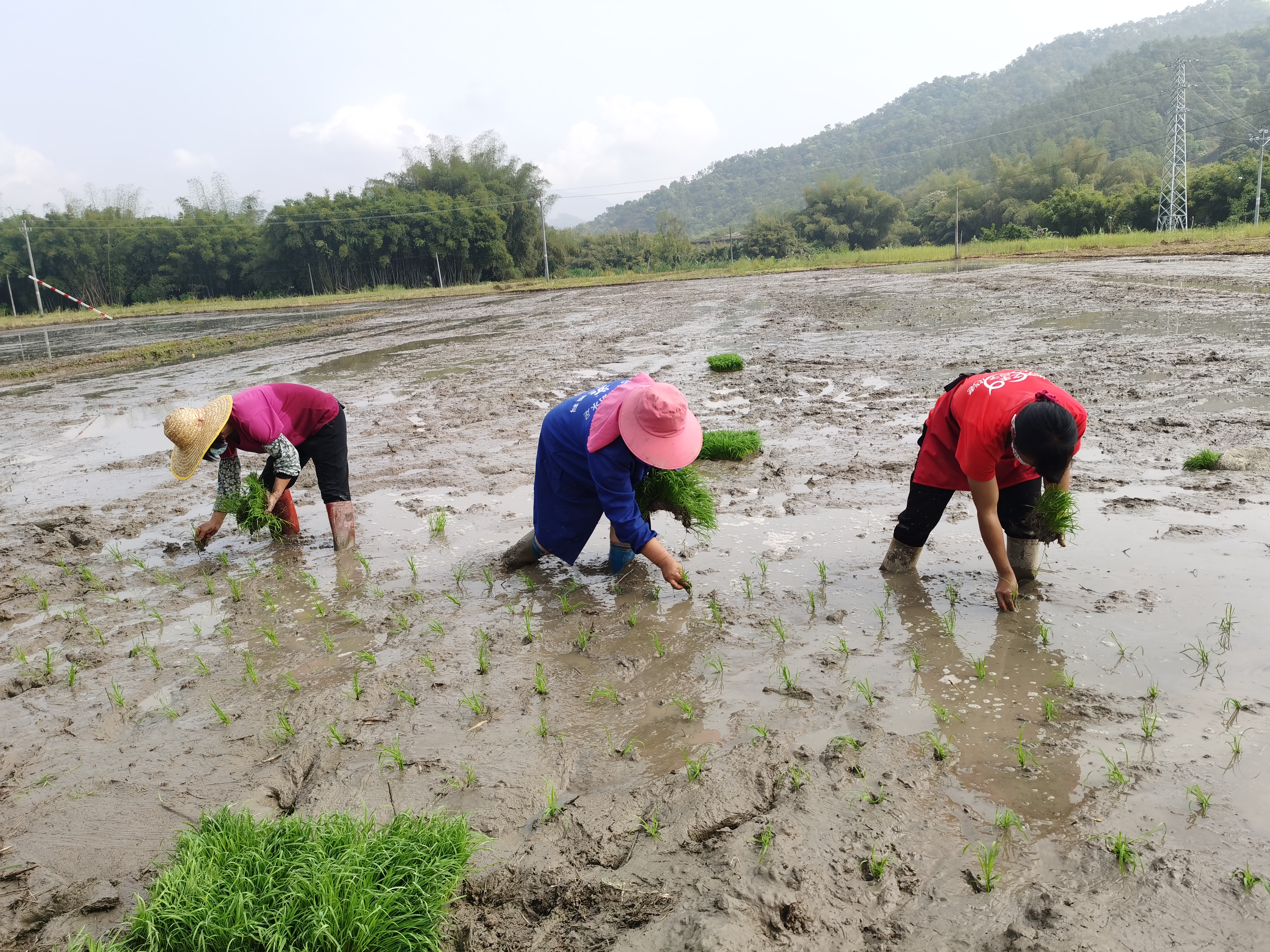 簕竹镇永安村委枫木郎村村民在忙着耕地、插秧