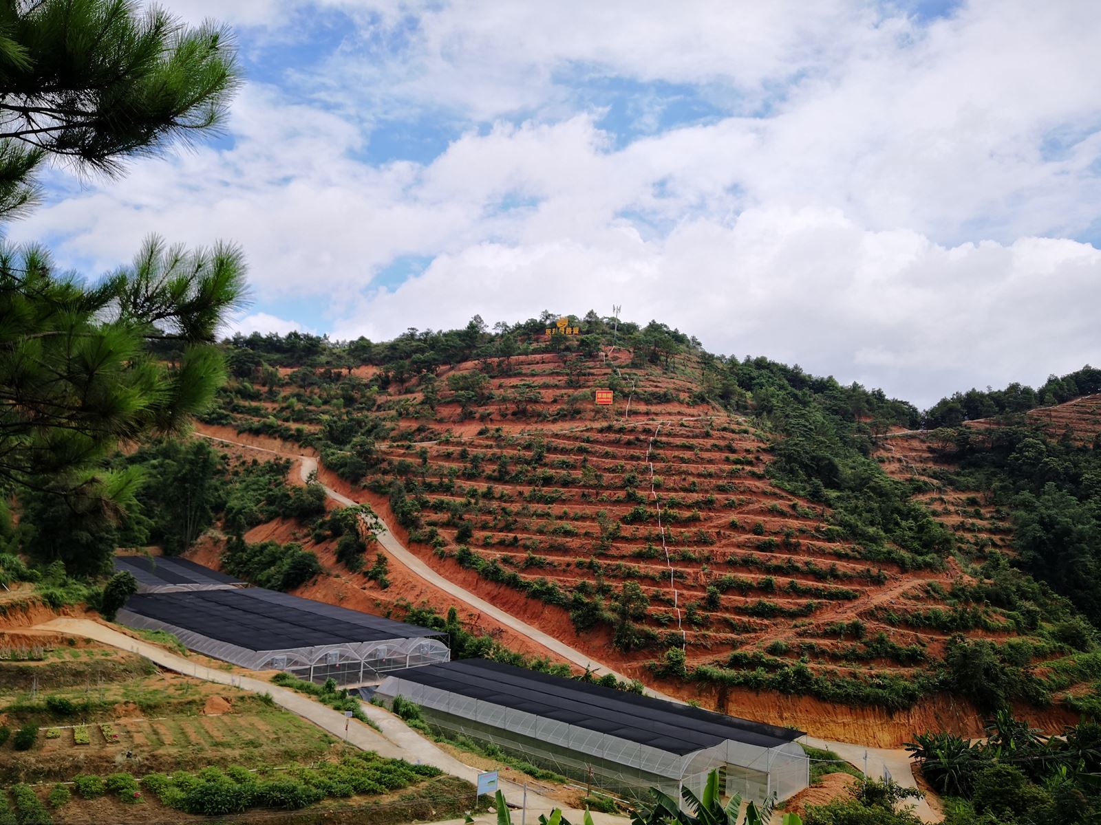 河口街山家村着力打造南药种植特色示范村