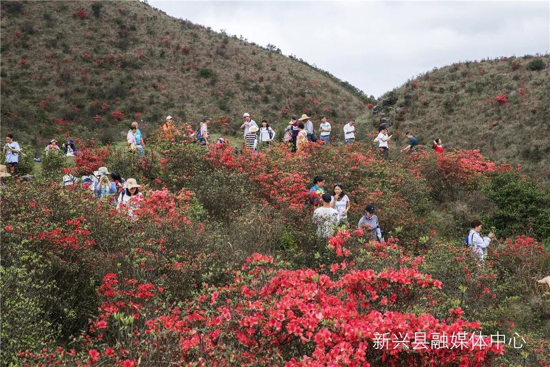 八版）天露山：杜鹃花开引客来(分离图)花(1125188)-20210324091859