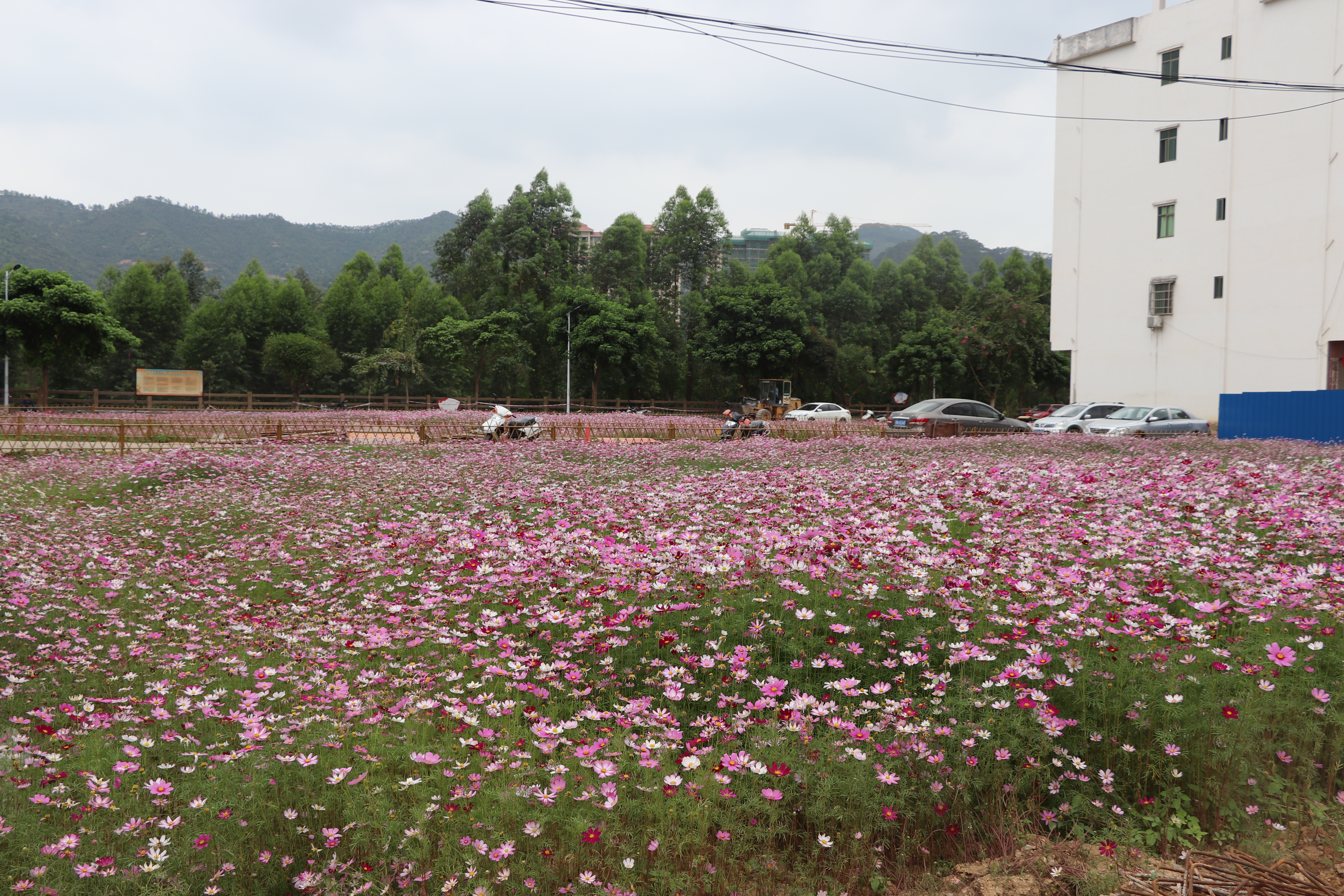 东坝镇格桑花海绽放，闲置地“变”城中景1