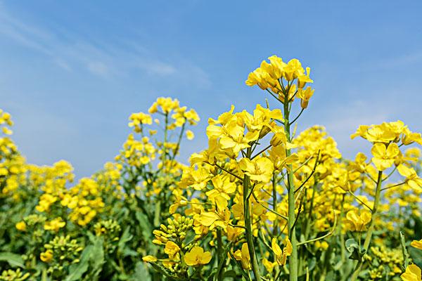 油菜花