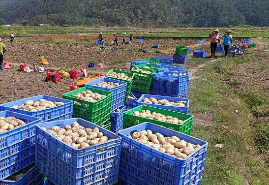 思劳镇：线上线下齐发力 助农销售马铃薯