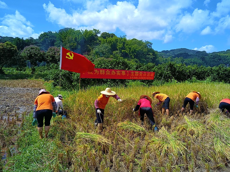 桂圩：党支部联合，抢收稻谷解民忧