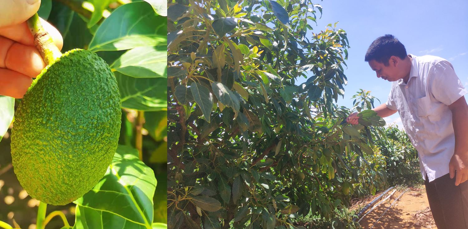 牛油果在我市引种取得初步成功1