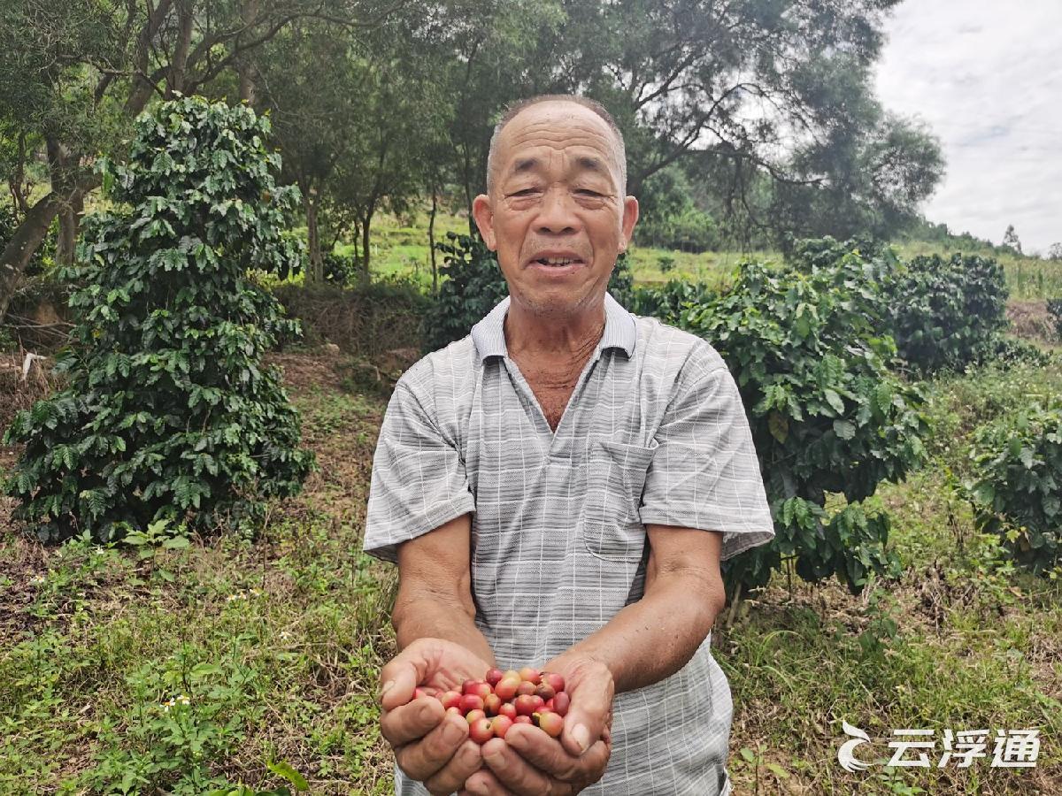 镇安：两万亩特色经济林绿了荒山富了村民2