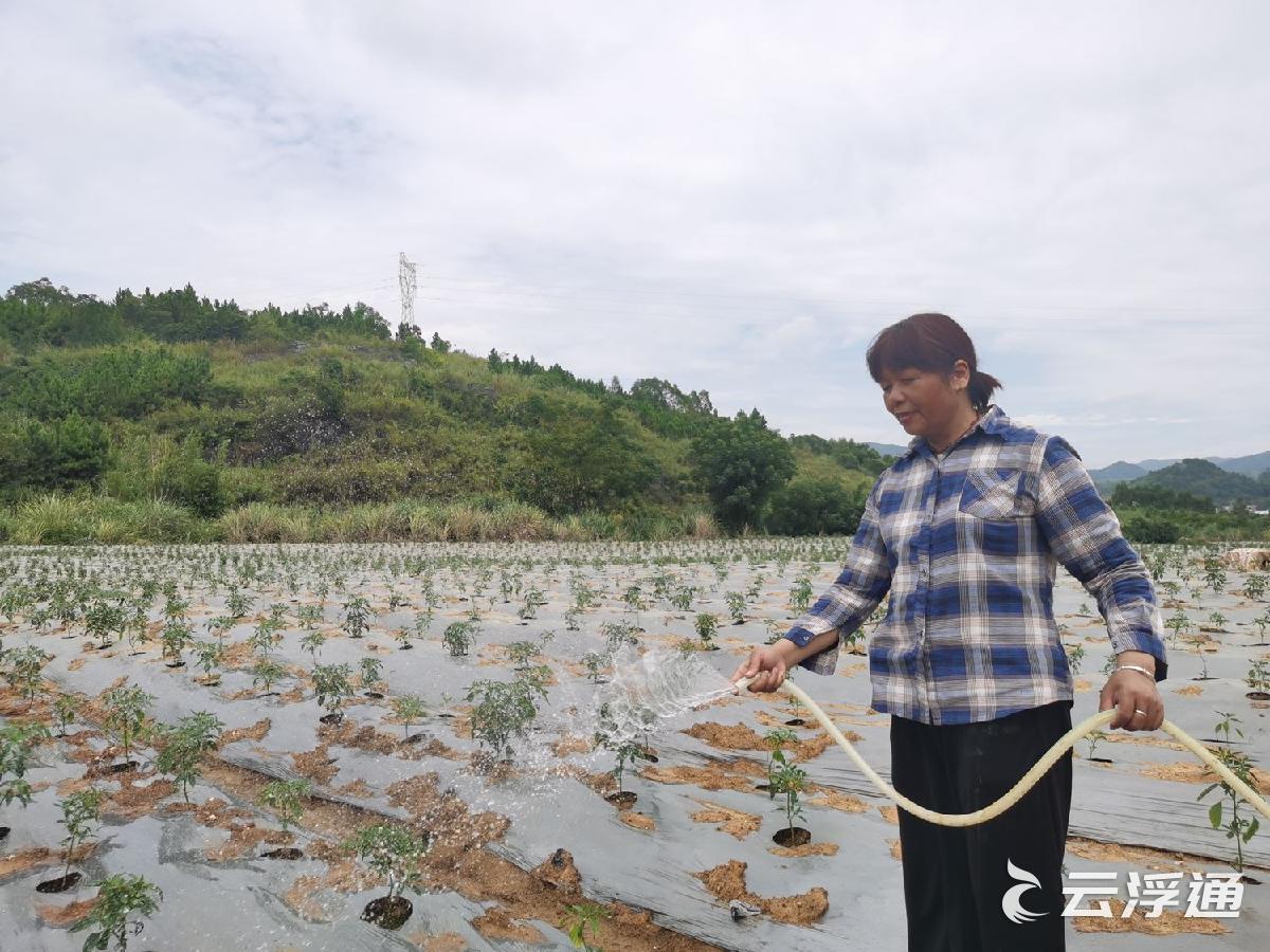 镇安：两万亩特色经济林绿了荒山富了村民1