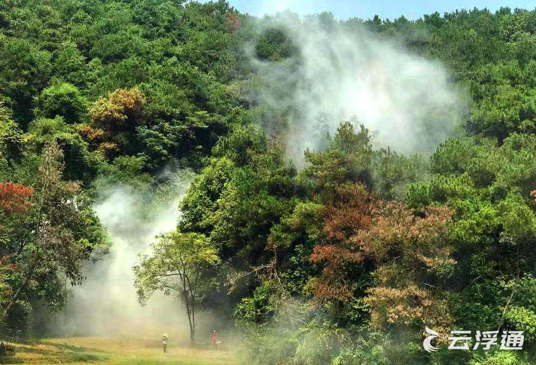 郁南都城：防治松毛虫害，保护森林生态安全