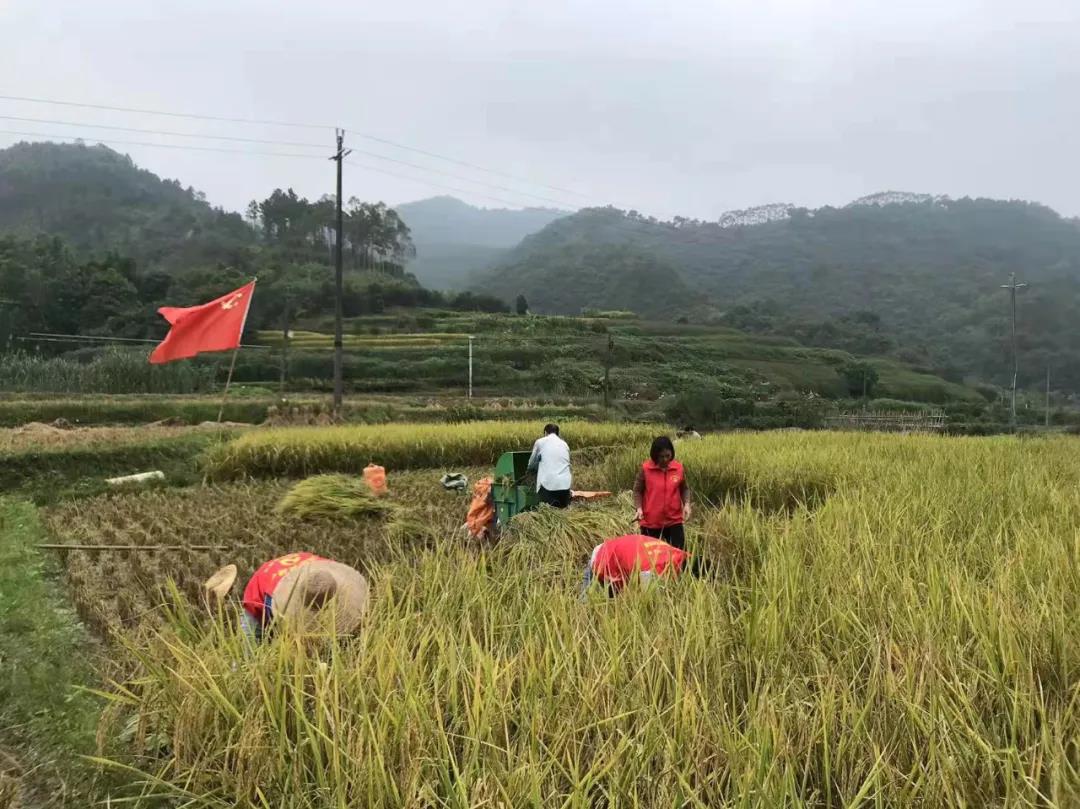 云城区：金秋丰收一线闪现“志愿红”