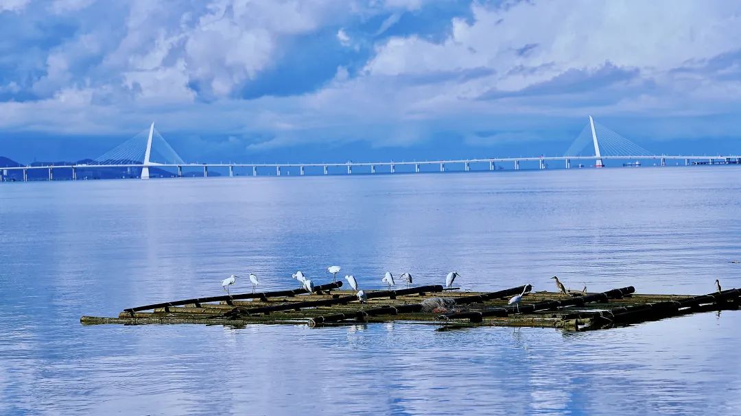 深圳湾美景