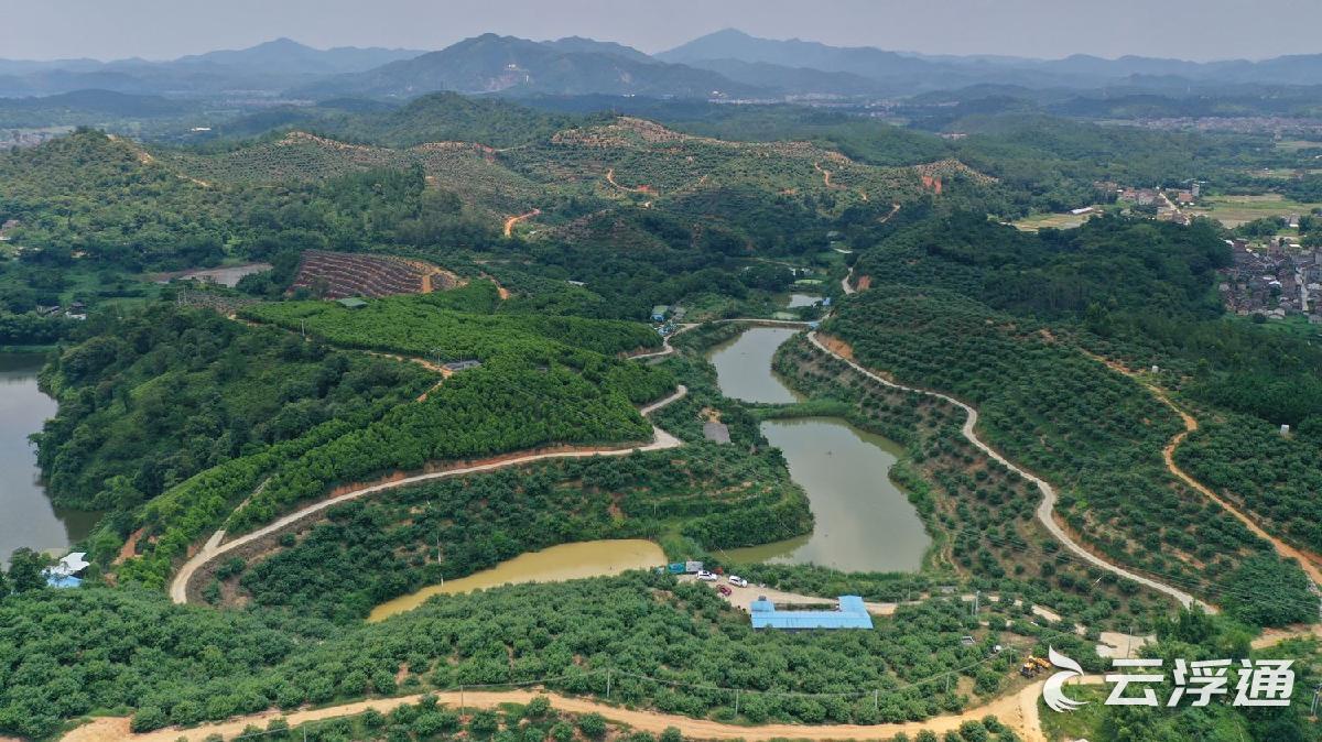 牛油果基地