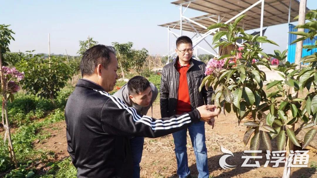 郁南大湾镇五星村：惠及乡邻“致富花”1