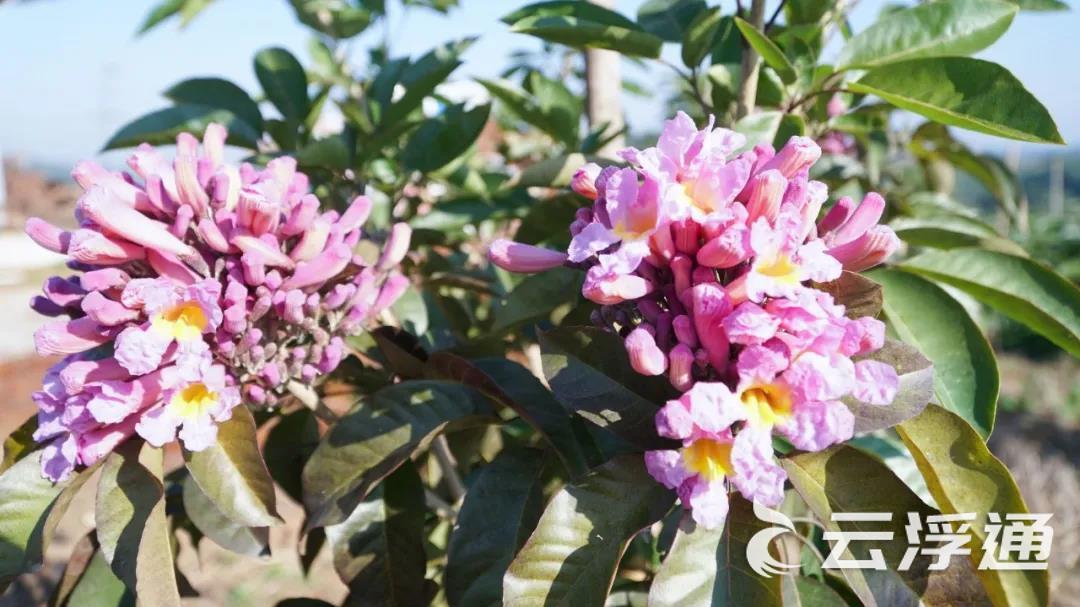 郁南大湾镇五星村：惠及乡邻“致富花”2