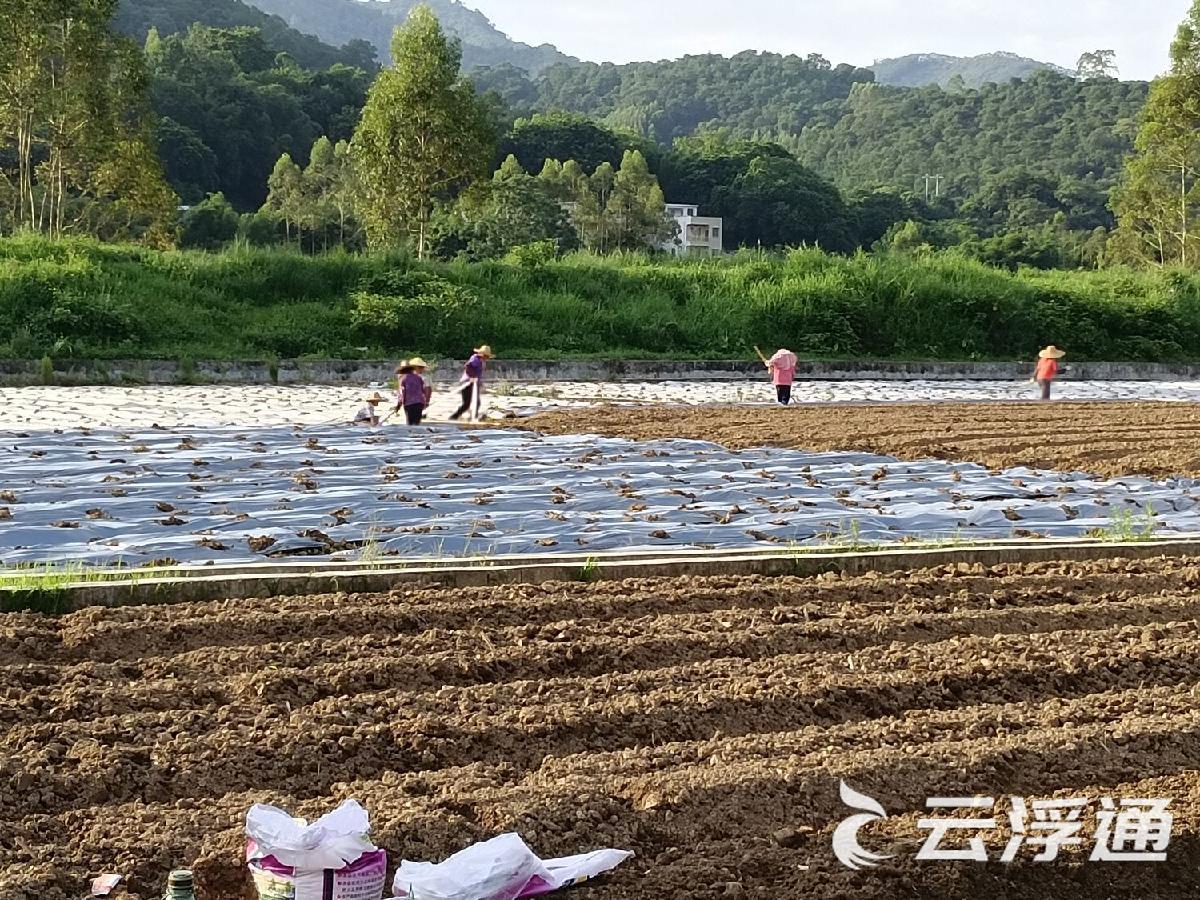 南江口镇河塱村辣椒种植基地走访见闻1