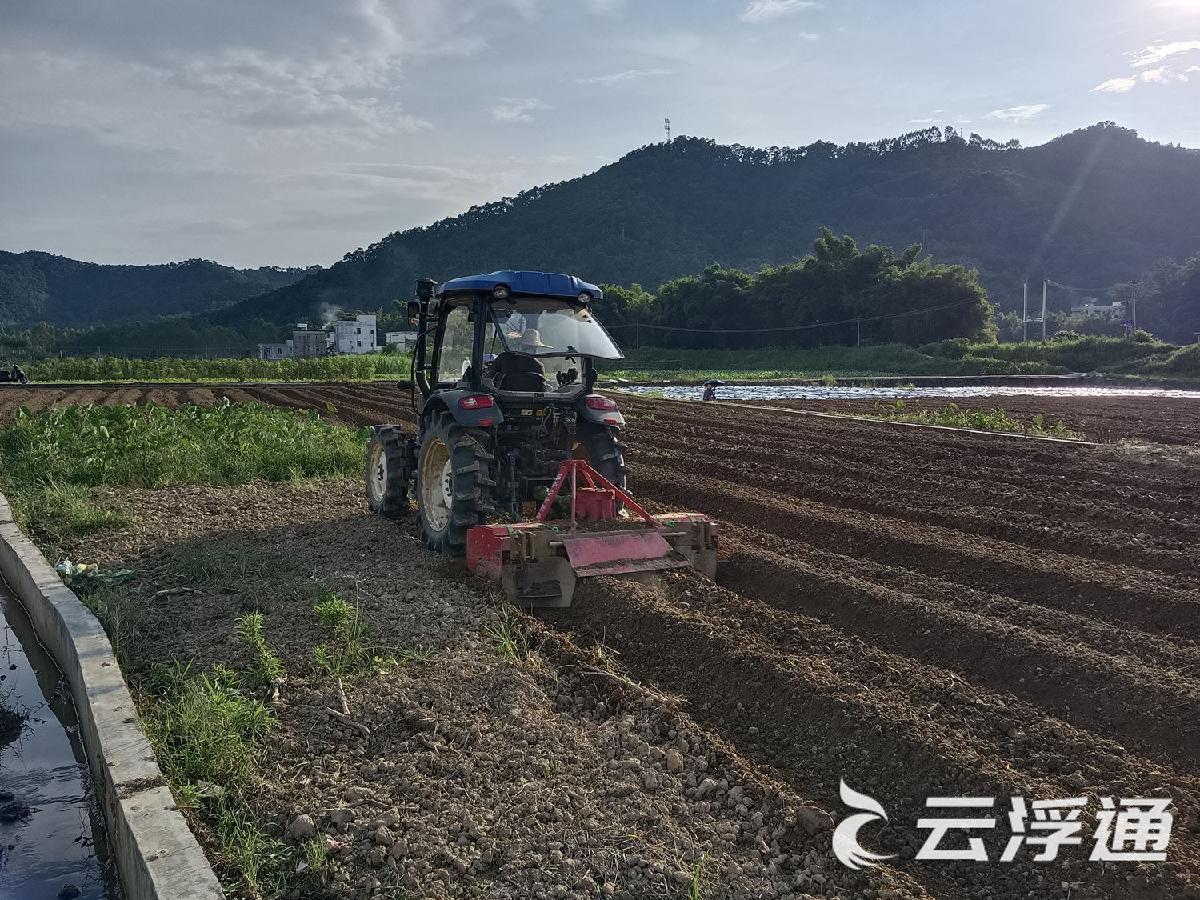 南江口镇河塱村辣椒种植基地走访见闻2